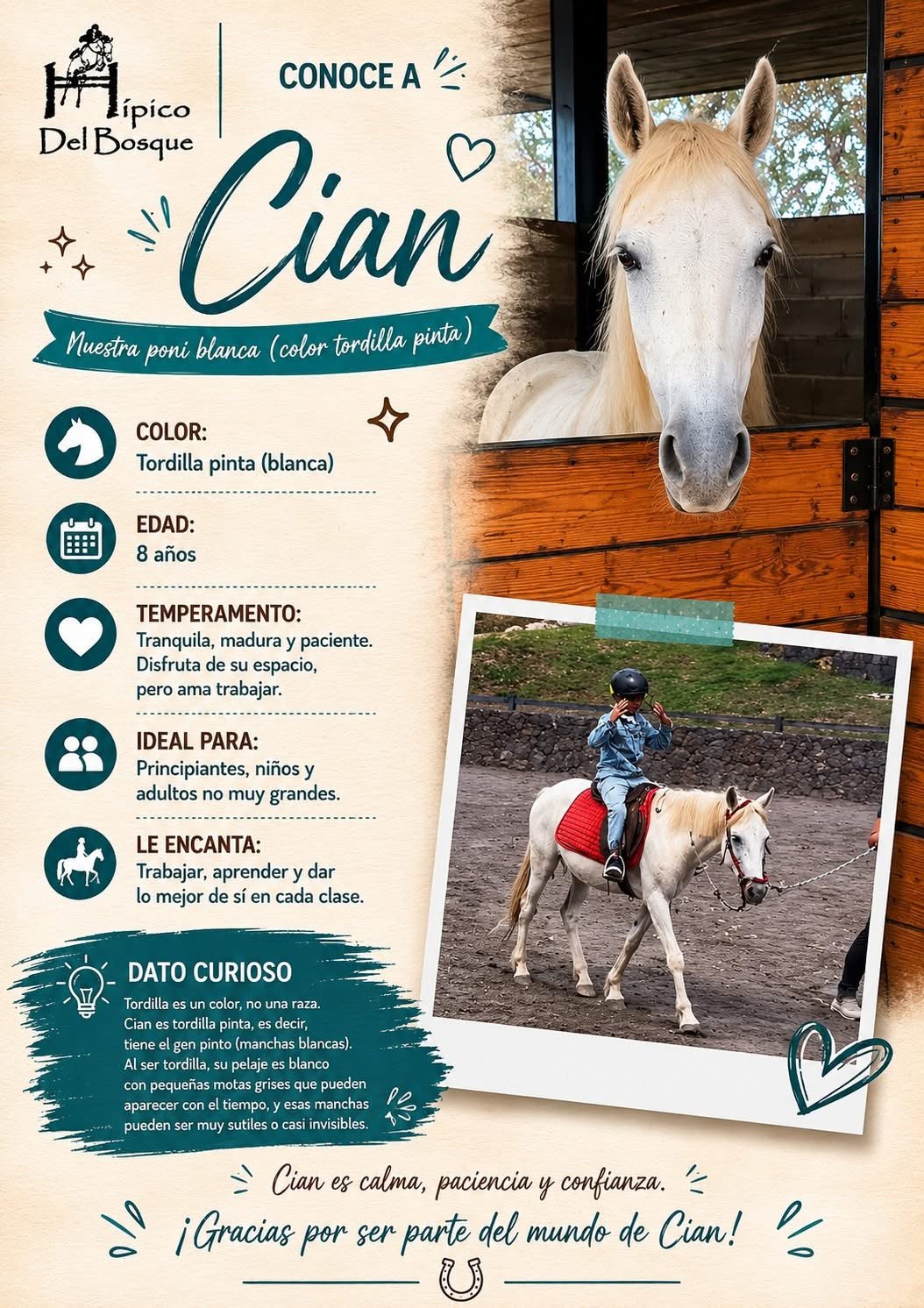 Cian poni blanca