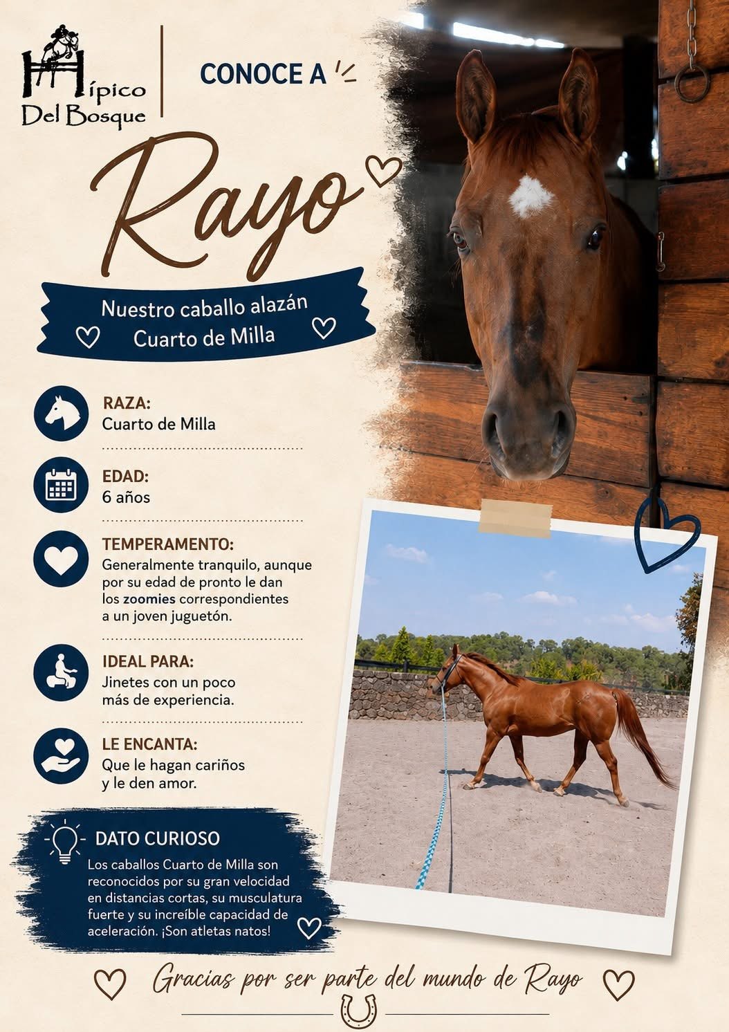 Rayo caballo alazán