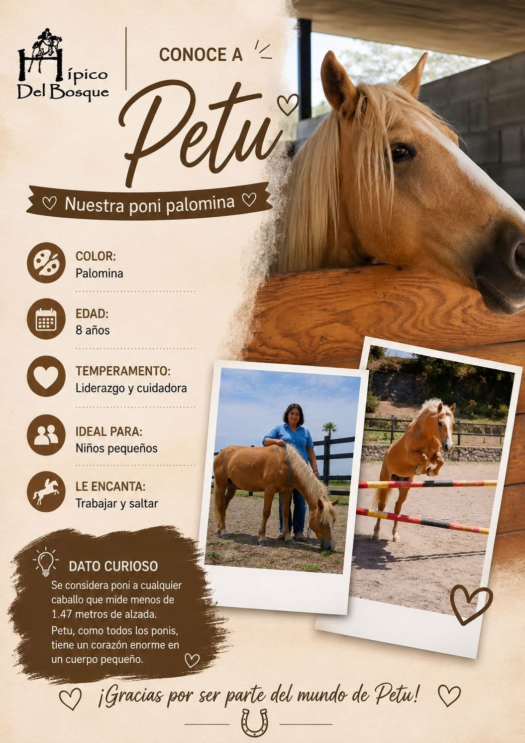 Petu poni palomina