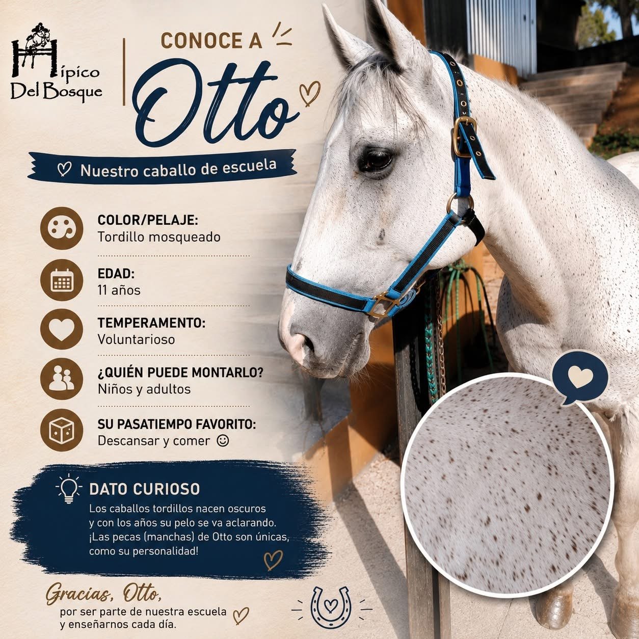 Otto caballo de escuela