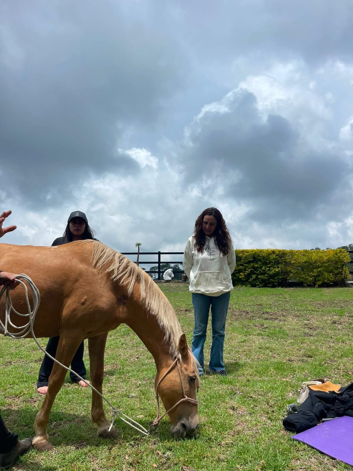 Caballo pastando en Hípico del Bosque